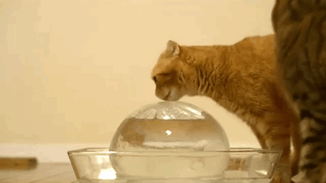 funny-dramatic-cats-35-58f8781beb65d__605.gif