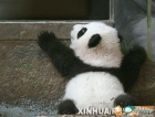 我是一坨小熊猫，咿呀咿呀哟