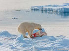 【温度升高致海冰减少 北极熊生存“如履薄冰”】