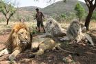 南非“狮语者”与狮群的亲密接触