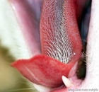 见识猫咪们不可思议的“锋利”舌头