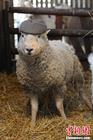 英农场出现“流氓羊” 1天令33只母羊怀孕